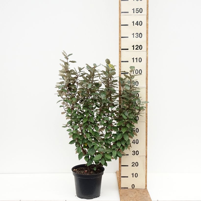 Esemplare di Elaeagnus ebbingei Compacta - Eleagno Vaso da 7,5L/10L come consegnato in autunno