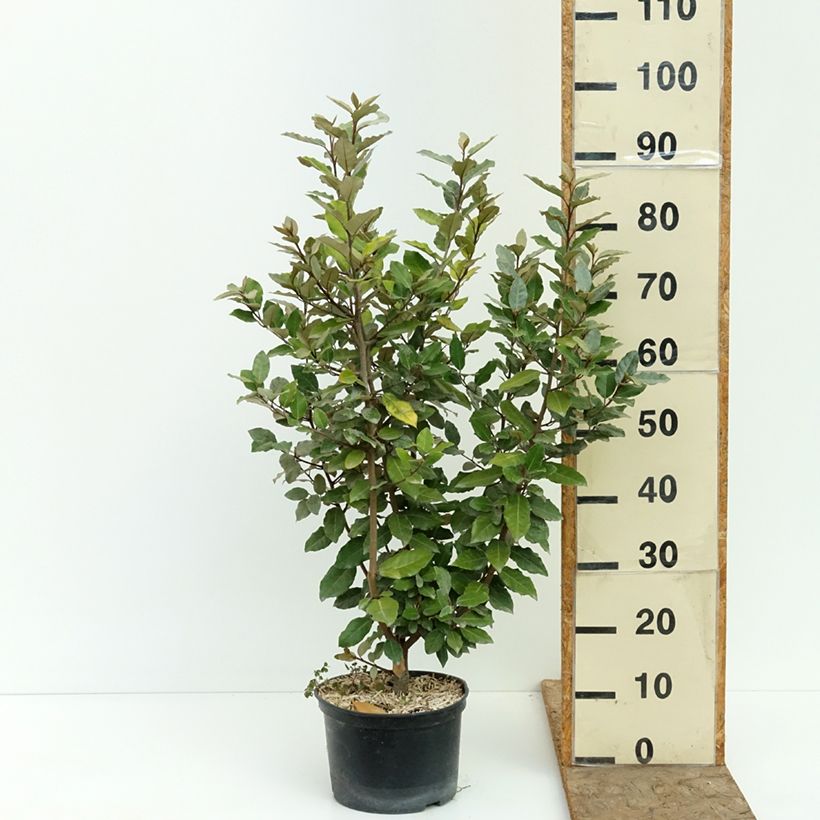 Esemplare di Elaeagnus ebbingei Crispy - Eleagno Vaso da 4L/5L consegnato in estate