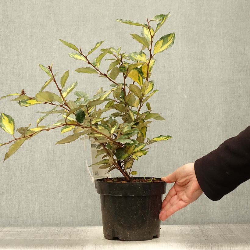 Esemplare di Elaeagnus ebbingei Eleador - Eleagno Vaso da 3L/4L come consegnato in autunno