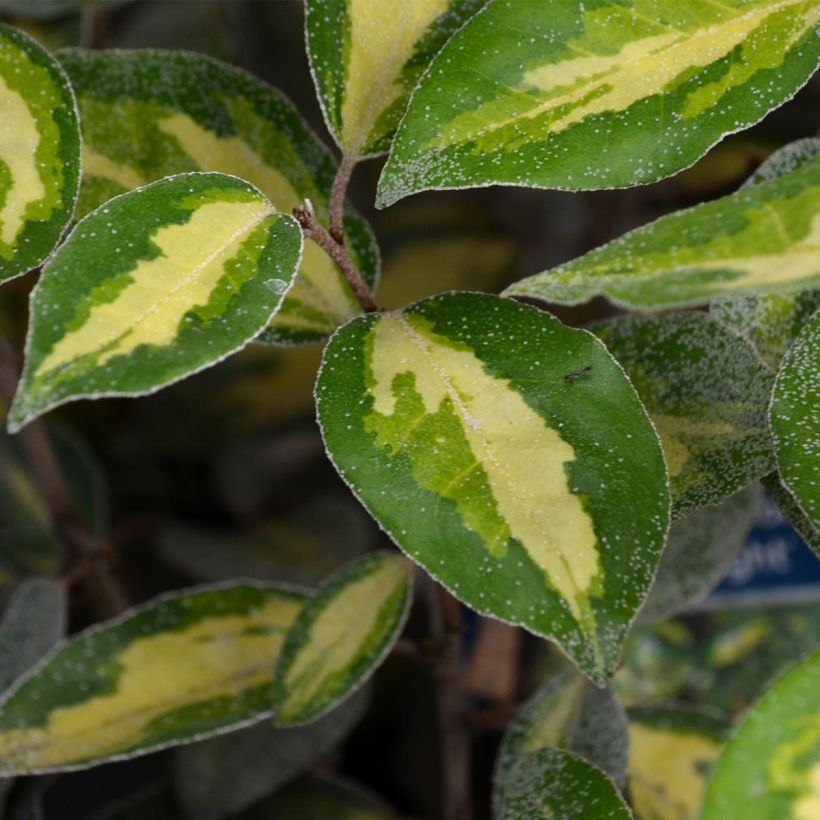 Elaeagnus ebbingei Limelight - Eleagno (Foliage)