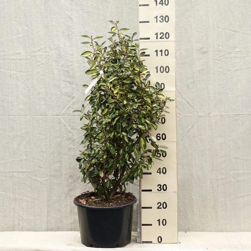 Example of Elaeagnus ebbingei Limelight - Eleagno Vaso da 7,5L/10L as you get in printemps