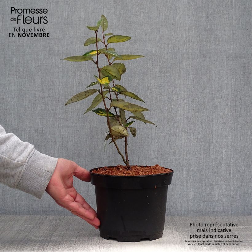 Esemplare di Elaeagnus ebbingei Limelight - Chalef de Ebbing Pot de 2L/3L come consegnato in autunno