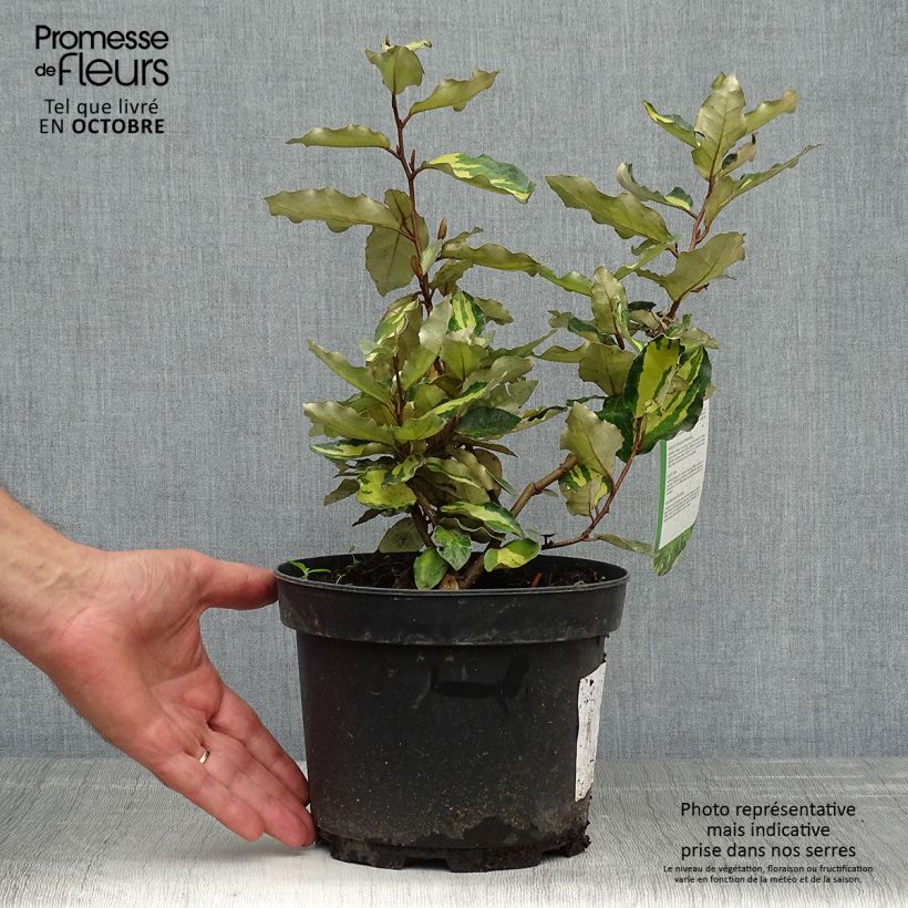 Esemplare di Elaeagnus ebbingei Maryline - Eleagno Vaso da 2L/3L come consegnato in autunno