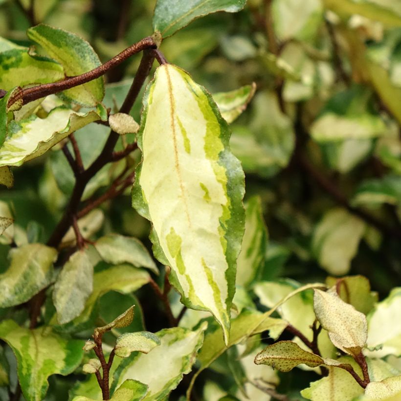 Elaeagnus ebbingei Maryline - Eleagno (Fogliame)