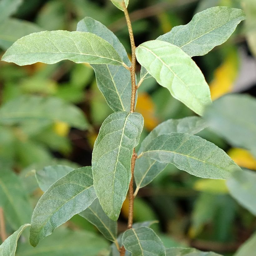 Elaeagnus umbellata Pointilla Amoroso - Eleagno ombrelliforme (Foliage)