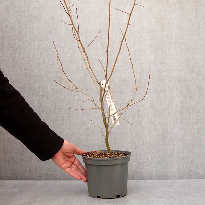 Elaeagnus umbellata - Chalef d'automne Pot de 3L/4L esemplare consegnato in inverno
