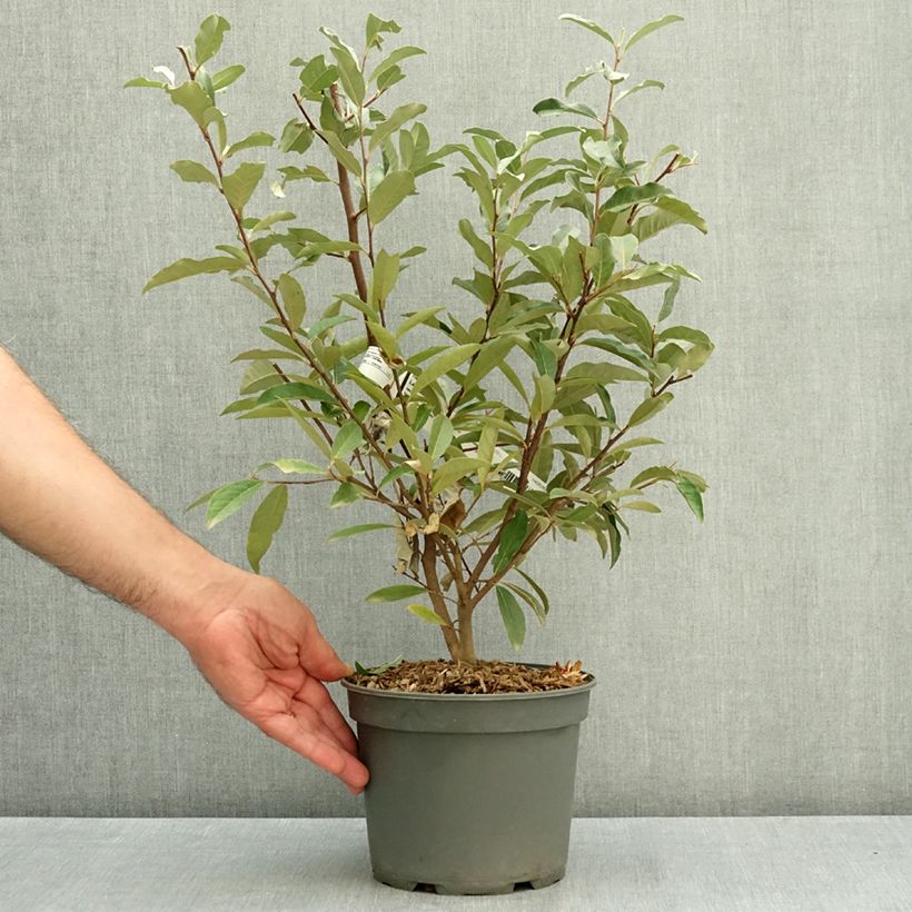 Esemplare di Elaeagnus umbellata - Eleagno ombrelliforme Vaso da 3L/4L consegnato in estate