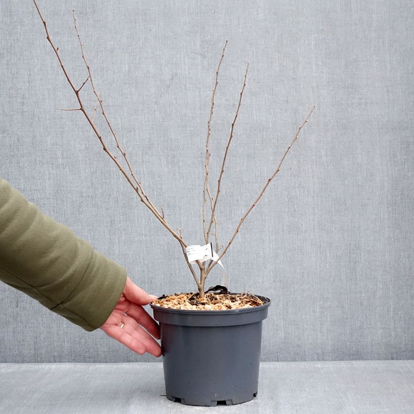 Example of Elaeagnus umbellata Fortunella - Eleagno ombrelliforme Vaso da 2L/3L as you get in hiver