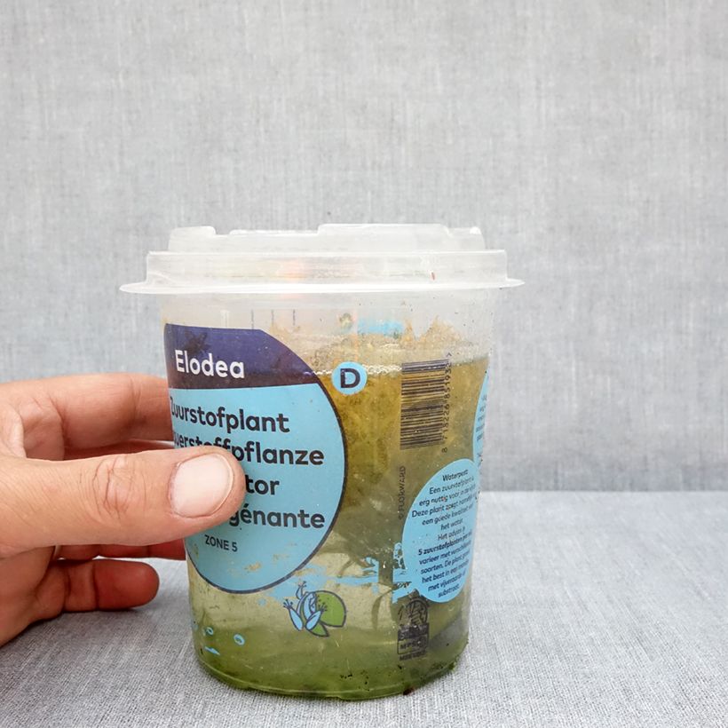 Esemplare di Egeria densa - Peste d'acqua maggiore Confezione consegnato in estate