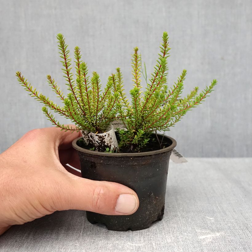 Esemplare di Empetrum nigrum Bernstein Vaso da Ø 10 cm/11 cm come consegnato in autunno