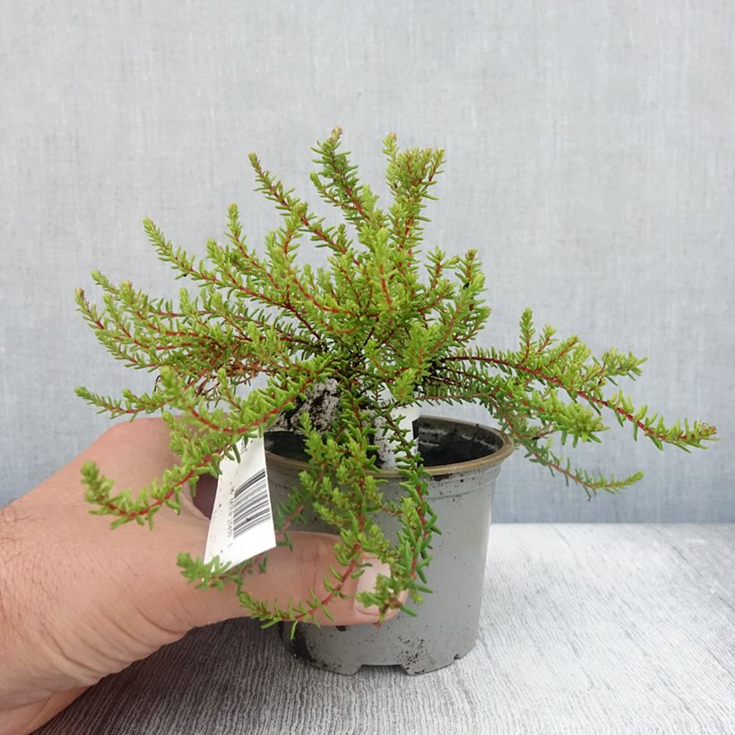 Esemplare di Empetrum nigrum Bernstein Vaso da Ø 10 cm/11 cm consegnato in estate