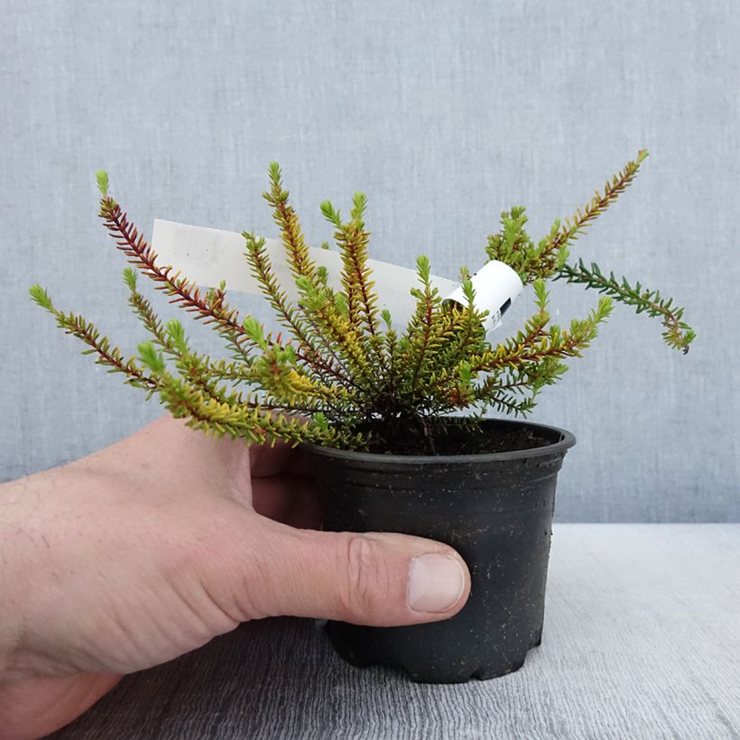 Example of Empetrum nigrum Bernstein Vaso da Ø 10 cm/11 cm as you get in printemps