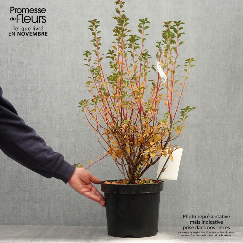 Esemplare di Enkianthus campanulatus Vaso da 6L/7L come consegnato in autunno