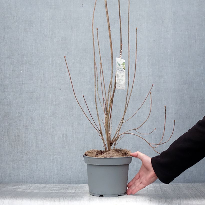Enkianthus campanulatus Prettycoat - Andromède campanulée  Pot de 2L/3L esemplare consegnato in inverno