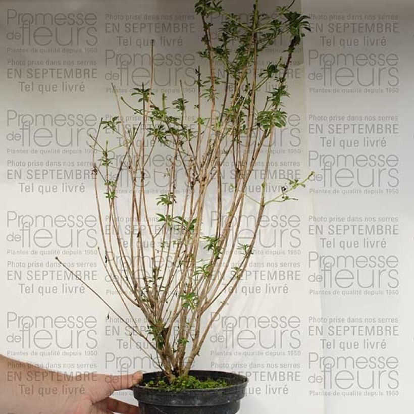 Esempio di esemplare Enkianthus campanulatus var. palibinii Vaso da 4L/5L come consegnato