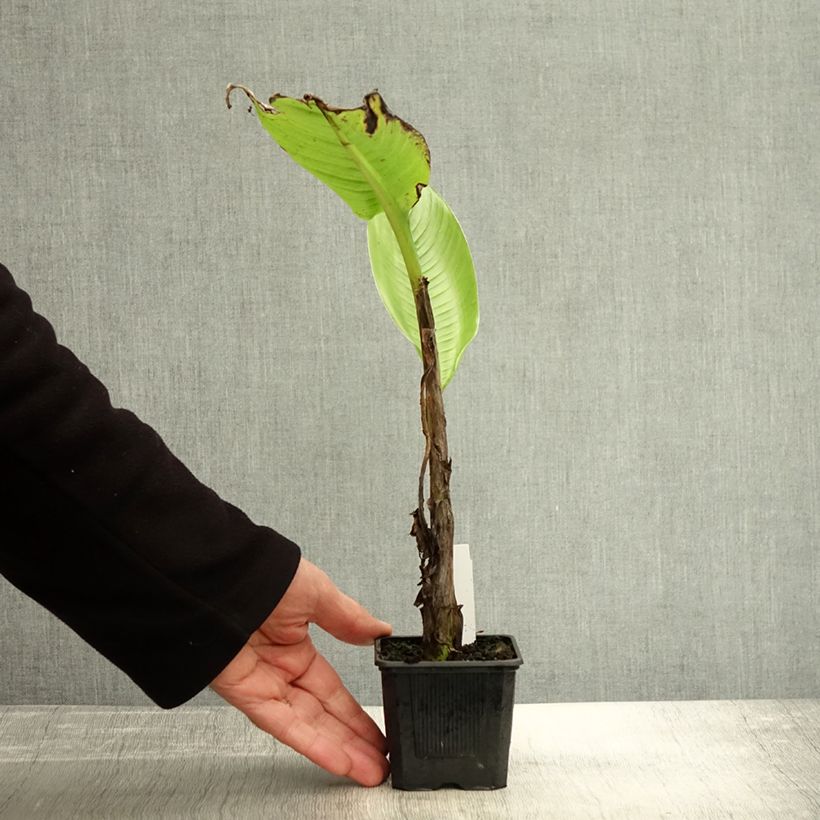 Esemplare di Ensete glaucum - Bananier des neiges Godet de 8/9 cm come consegnato in autunno