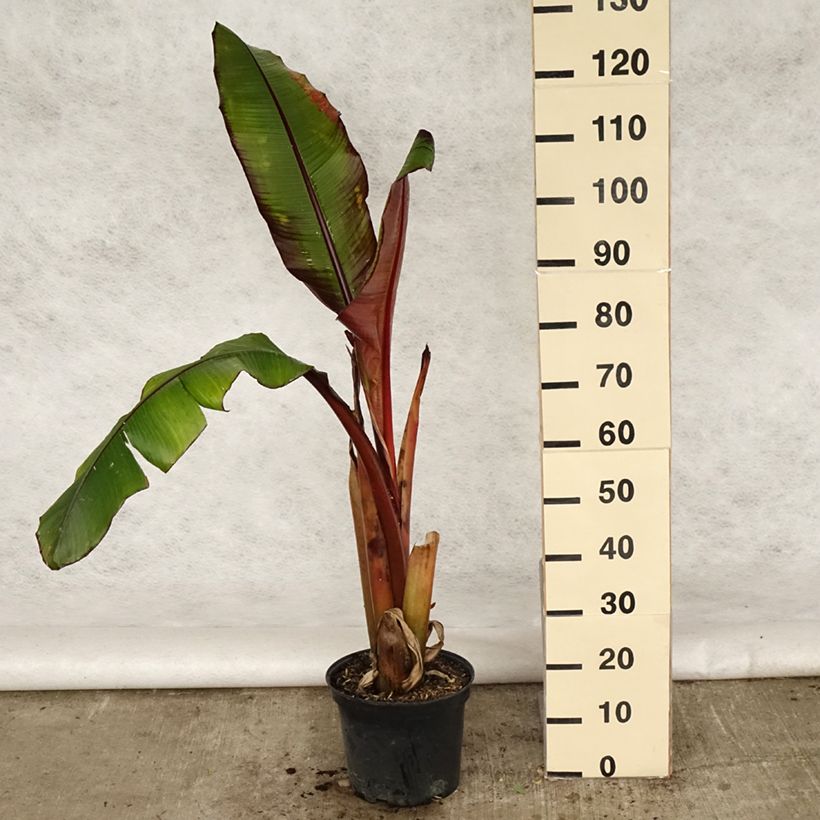 Ensete ventricosum Maurelii - Falso banano rosso Vaso da 7,5L/10L esemplare consegnato in primavera