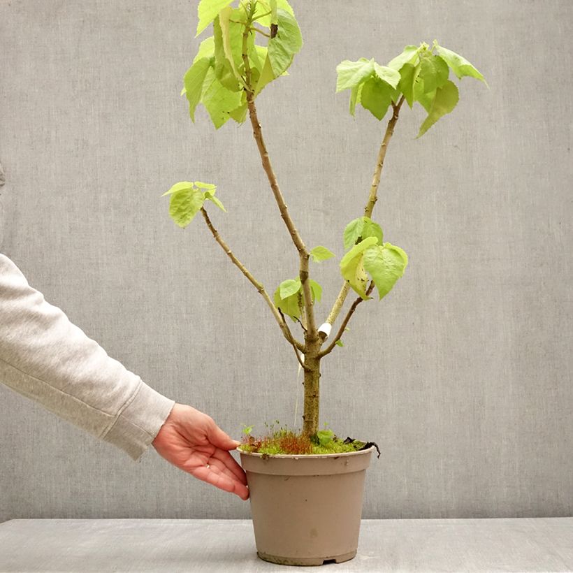 Entelea arborescens Vaso da 4L/5L esemplare consegnato in primavera