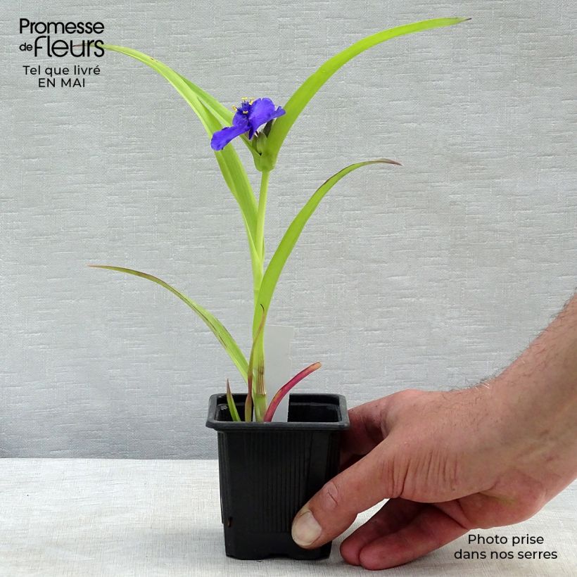 Tradescantia andersoniana Sweet Kate Vasetto da 8/9 cm esemplare consegnato in primavera