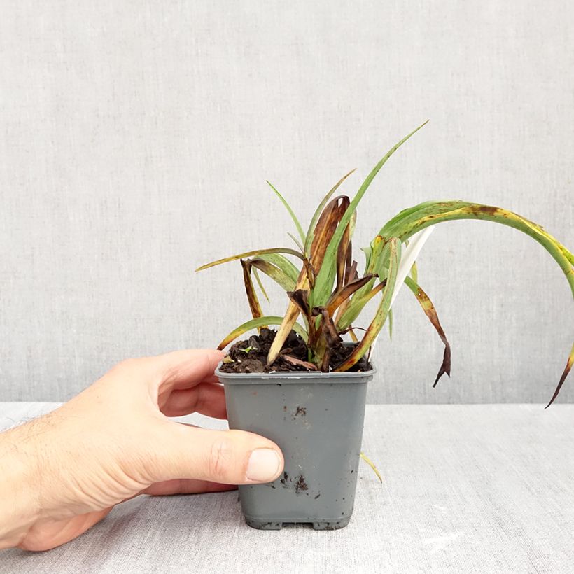 Esemplare di Tradescantia andersoniana JC Weguelin Vasetto da 8/9 cm come consegnato in autunno