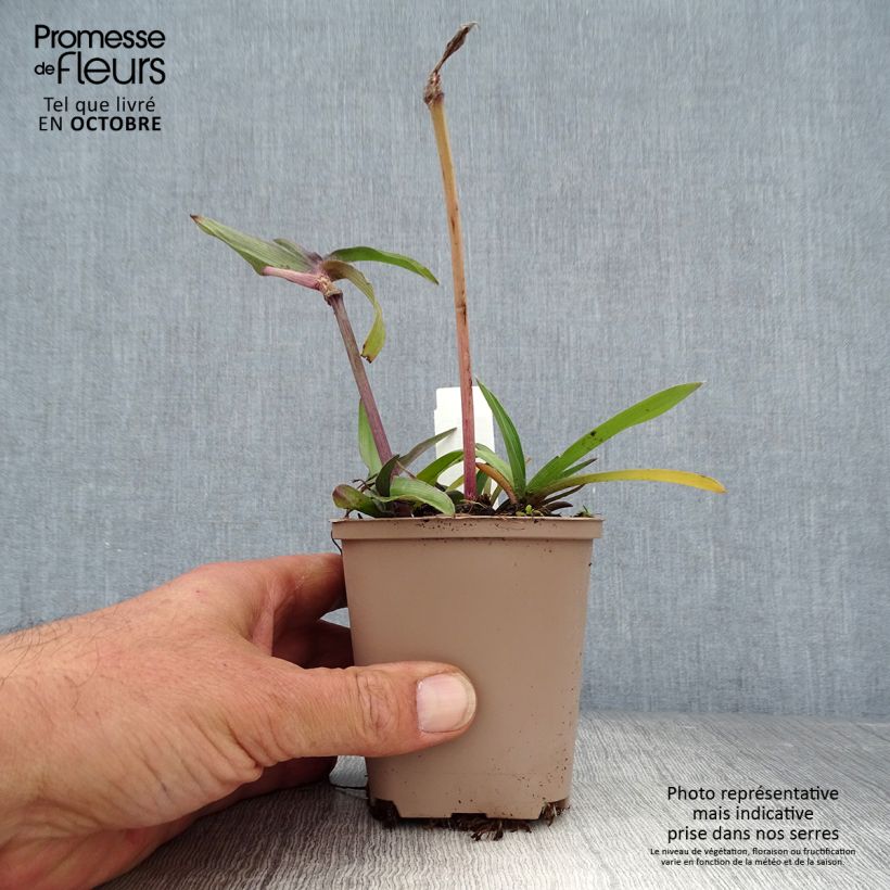 Esemplare di Tradescantia andersoniana Karminglut Vasetto da 8/9 cm come consegnato in autunno