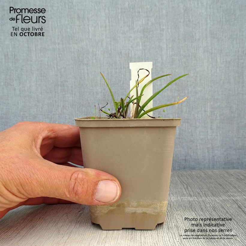 Esemplare di Tradescantia andersoniana Little Doll Vasetto da 8/9 cm come consegnato in autunno