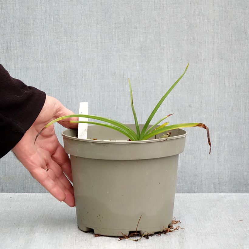 Esemplare di Tradescantia andersoniana Ocean Blue Vaso da 2L/3L come consegnato in autunno