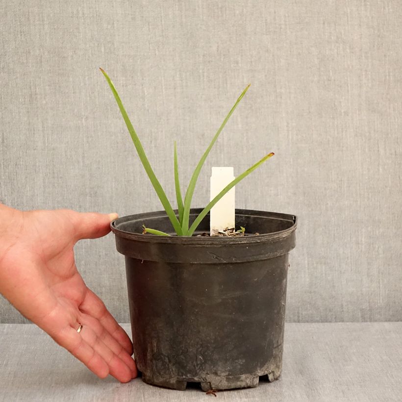 Esemplare di Tradescantia andersoniana Ocean Blue Vaso da 2L/3L consegnato in estate