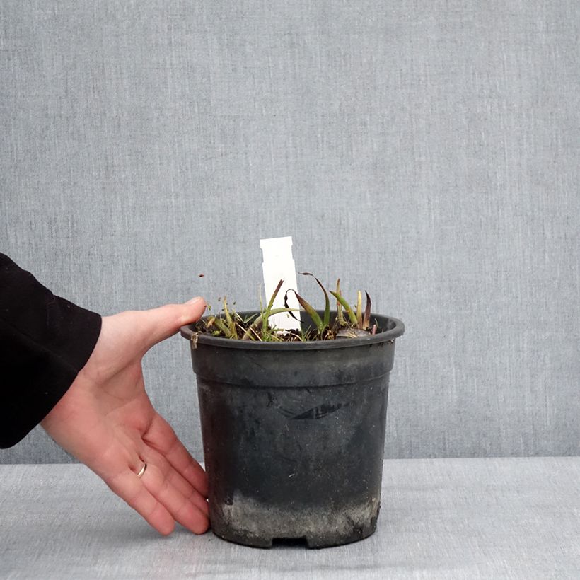 Ephémère de Virginie - Tradescantia andersoniana Ocean Blue Pot de 2L/3L esemplare consegnato in inverno