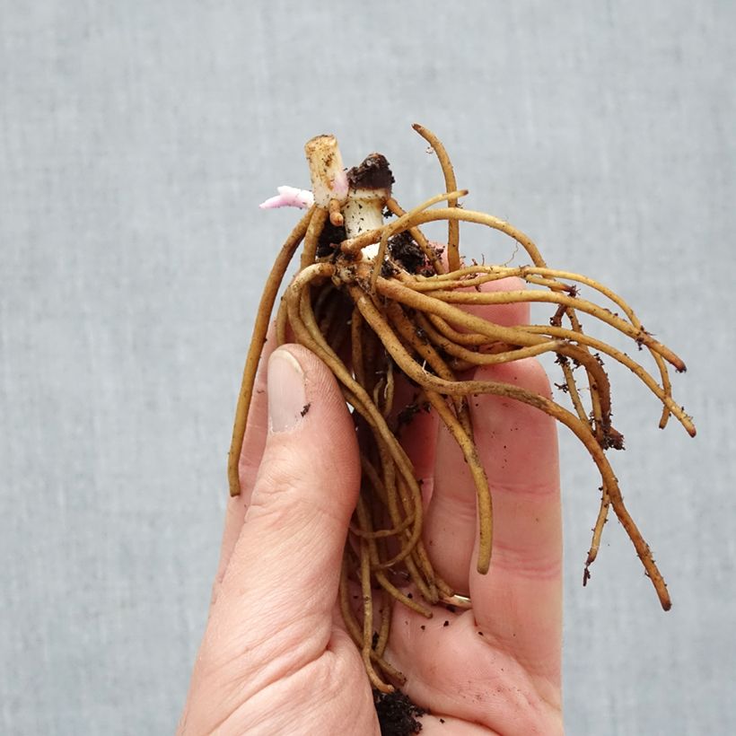 Example of Tradescantia andersoniana Osprey Piante piccole a radice nuda as you get in hiver