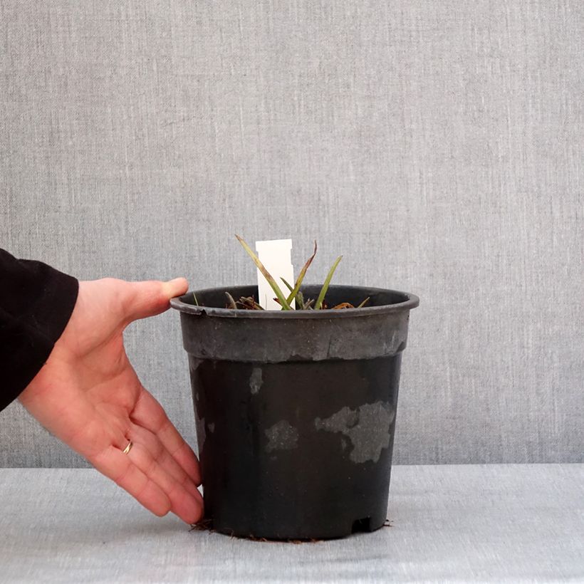 Ephémère de Virginie - Tradescantia andersoniana Pink Chablis Pot de 2L/3L esemplare consegnato in inverno