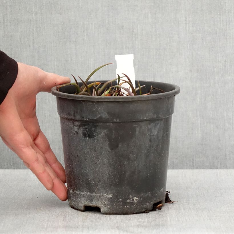 Tradescantia andersoniana Pink Chablis Vaso da 2L/3L esemplare consegnato in primavera