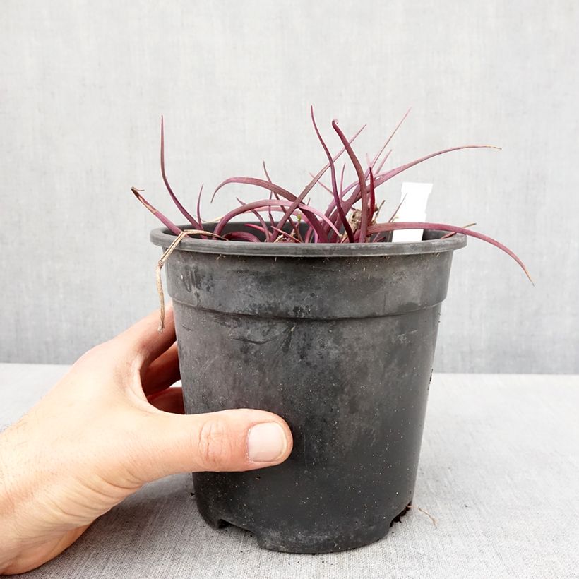 Tradescantia andersoniana Red Grape Vaso da 2L/3L esemplare consegnato in primavera