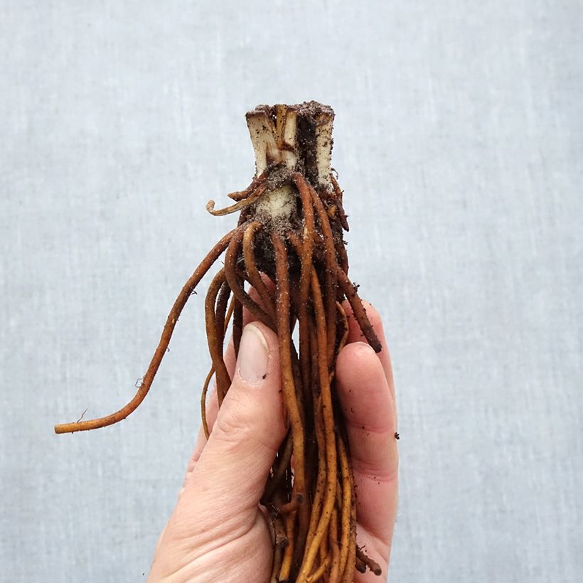 Tradescantia andersoniana Sweet Kate Piante piccole a radice nuda esemplare consegnato in inverno