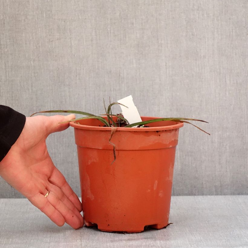 Ephémère de Virginie - Tradescantia andersonina Concord Grape Pot de 2L/3L esemplare consegnato in inverno
