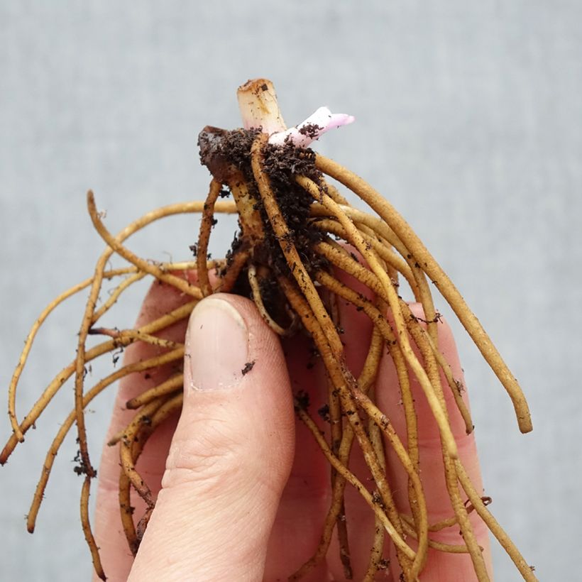 Tradescantia andersoniana Concord Grape Piante piccole a radice nuda esemplare consegnato in inverno