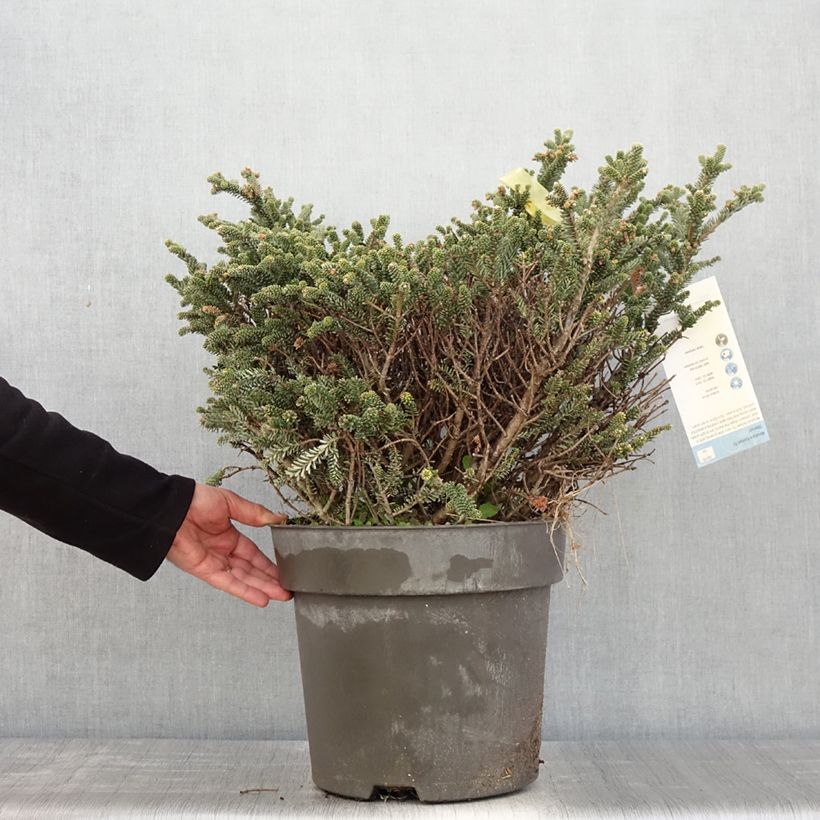 Picea pungens Blue Mountain Pezzo esemplare consegnato in primavera