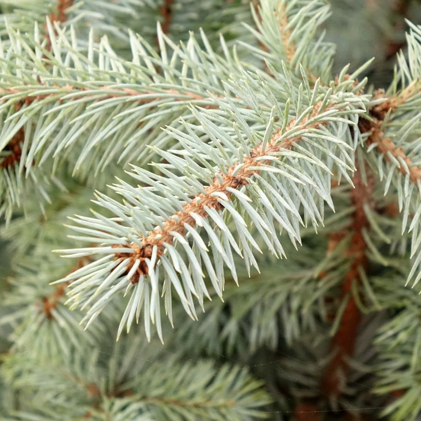 Picea pungens Edith (Fogliame)
