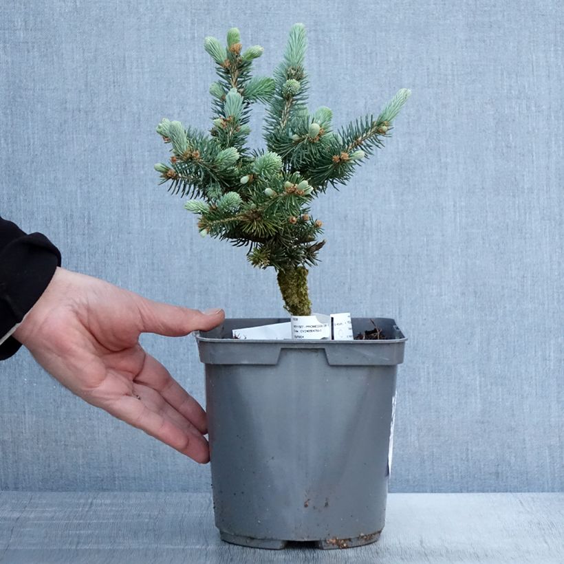 Picea pungens Glauca Globosa Vaso da 2L/3L esemplare consegnato in primavera