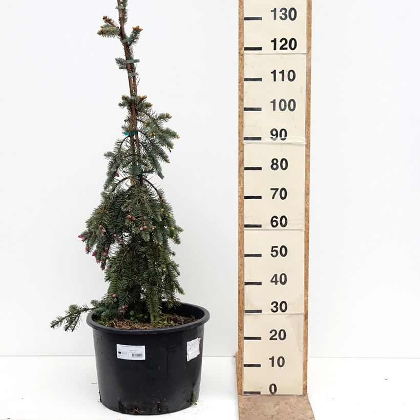 Picea pungens Glauca Pendula Vaso da 30L/35L esemplare consegnato in primavera