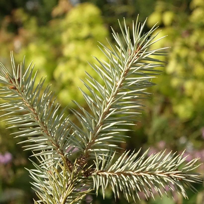 Picea pungens Karpaten (Fogliame)