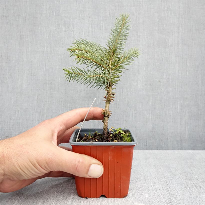 Esemplare di Picea pungens Karpaten Vasetto da 8/9 cm come consegnato in autunno
