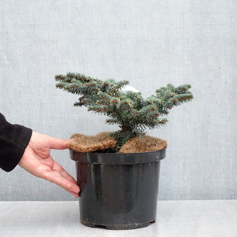 Esemplare di Picea pungens Waldbrunn Vaso da 4L/5L come consegnato in autunno