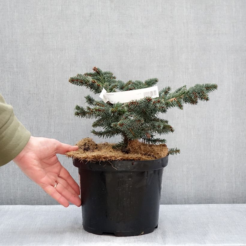 Picea pungens Waldbrunn Vaso da 4L/5L esemplare consegnato in inverno