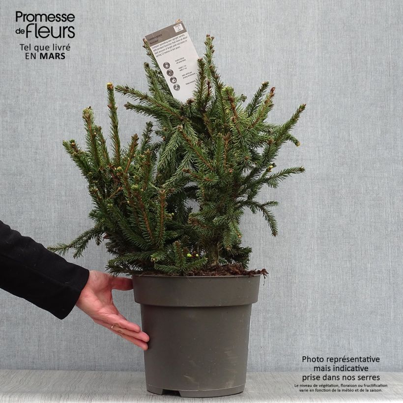 Picea abies Acrocona Vaso da 3L/4L esemplare consegnato in primavera