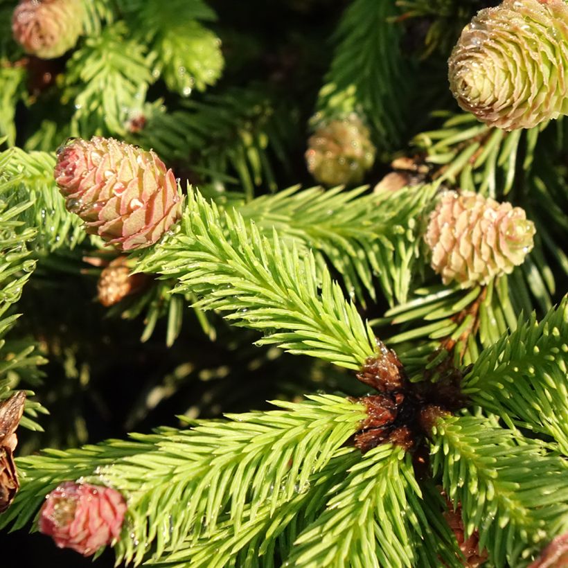 Picea abies Pusch (Fogliame)