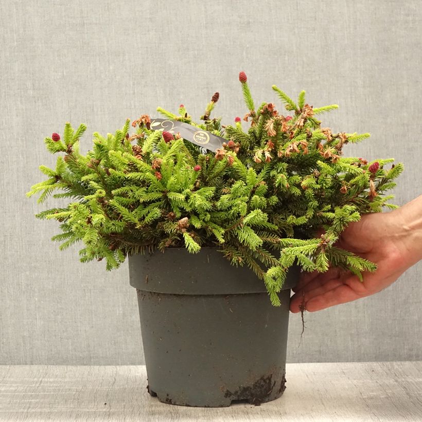 Picea abies Pusch Pezzo esemplare consegnato in primavera