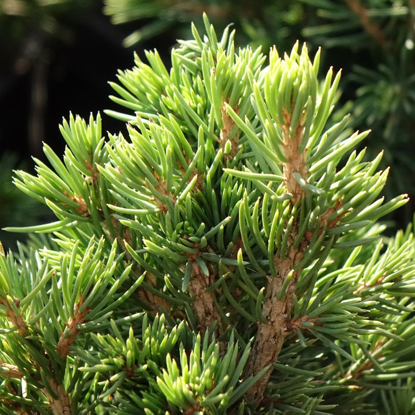 Picea abies Tompa (Fogliame)