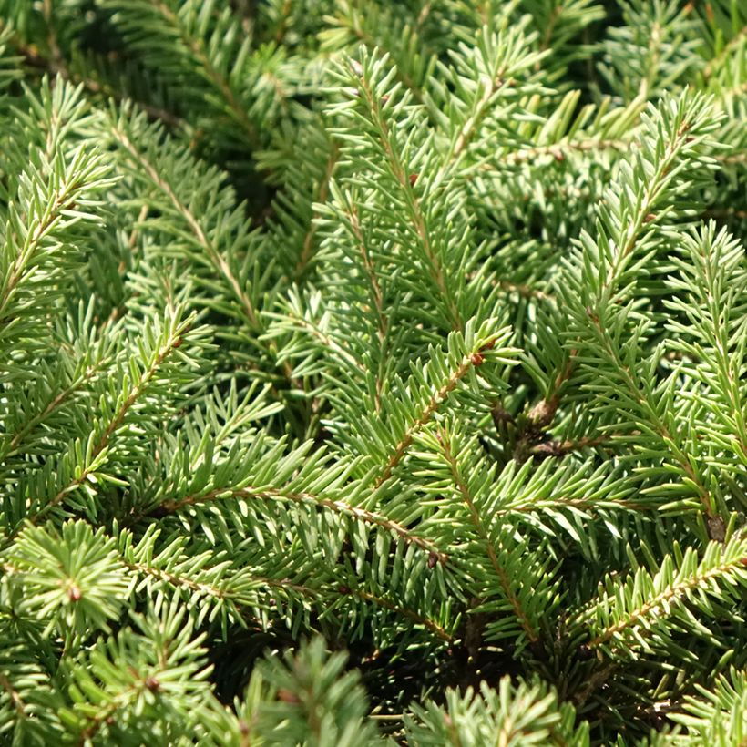 Picea abies Zagwiżdże (Fogliame)