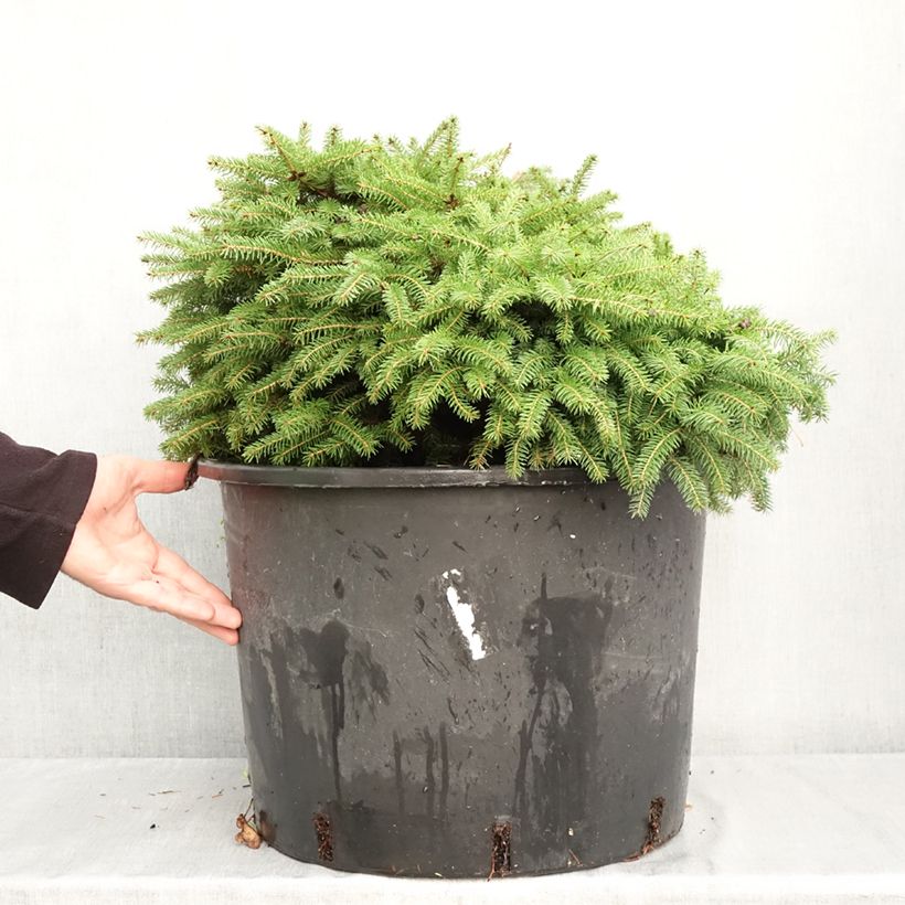 Esemplare di Picea abies Zagwiżdże Vaso da 30L/35L come consegnato in autunno